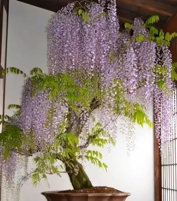 t0110d1e0d4db30994b.webp.jpg